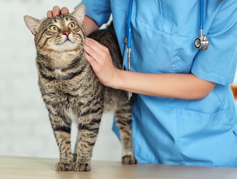 Veterinary Jobs in Flower Mound