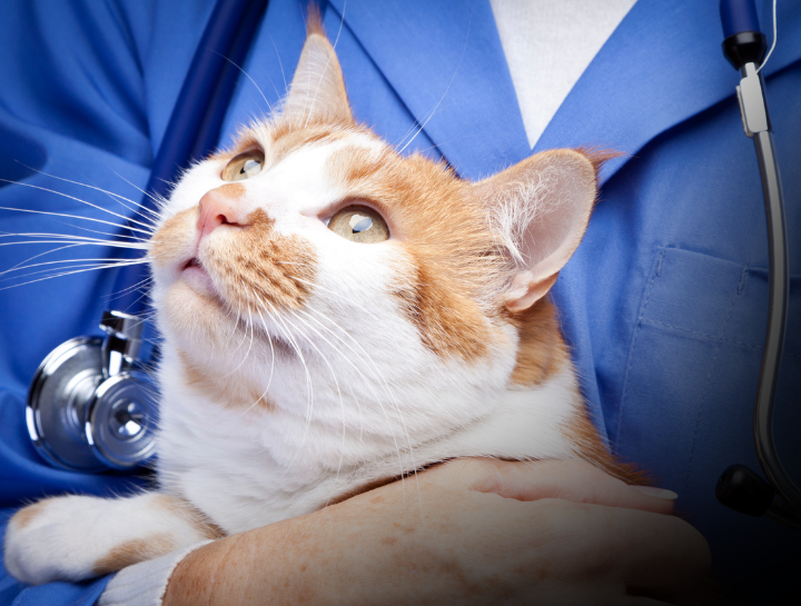 Fear Free Vet Visits at Cross Timbers Animal Medical Center