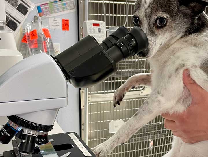 Cat & Dog Diagnosis