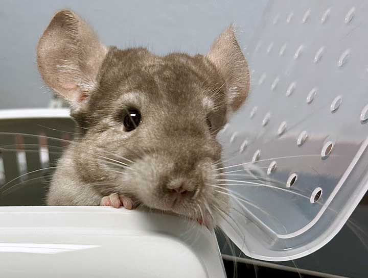 $City Small Animal Hospital